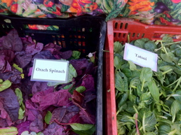 Orach & Tatsoi.jpg